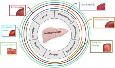 Flavonoids in natural products for the therapy of liver diseases: progress and future opportunities